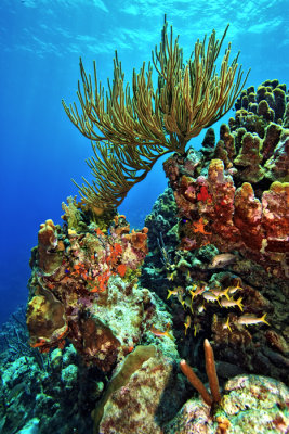 Karpata Reef