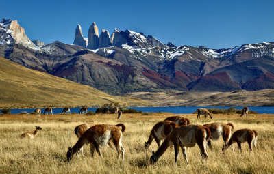 Guanacos del Paine