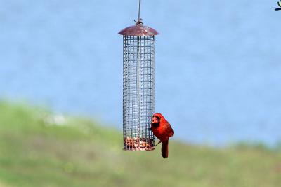 Northern Cardinal on the peanut feeder