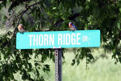 A pair of eastern bluebirds welcoming guests to Thorn Ridge!