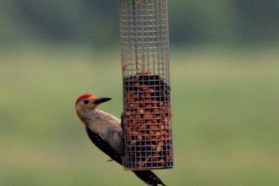 Red Bellied Woodpecker enjoying the peanuts