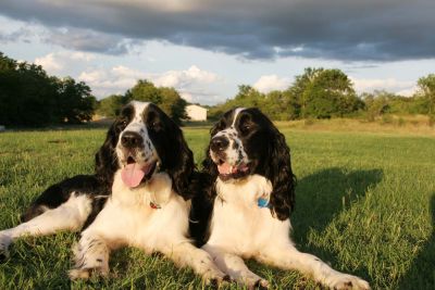 Walter (left) and Benny relaxing at Thorn Ridge