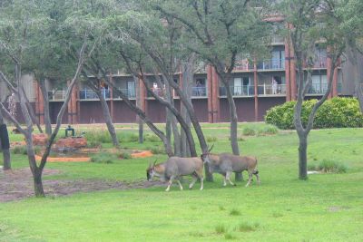 The savannah at the Animal Kingdom Lodge
