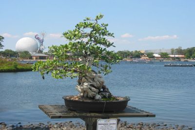 Bonsai in Japan