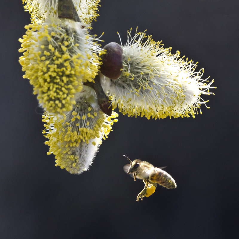 cleared for landing