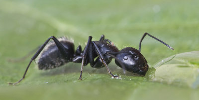 drinking ant