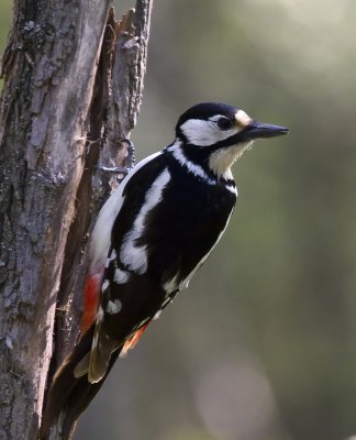 woodpecker