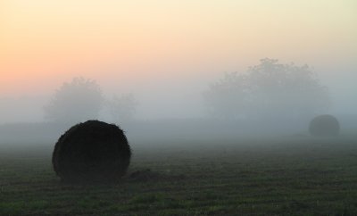 dawn bales