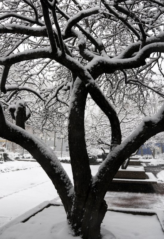 Snow Day