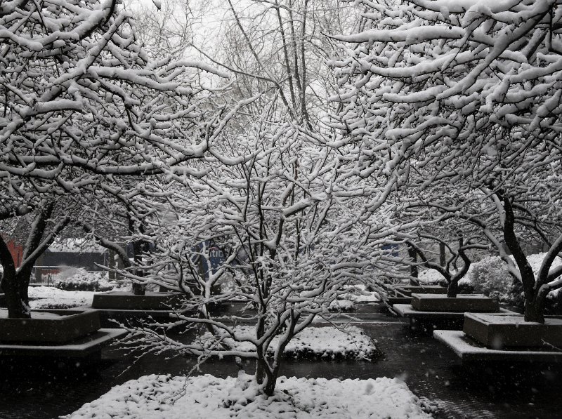 Snow Day