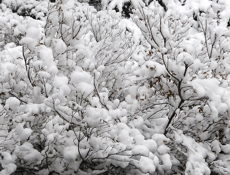 Snow Day