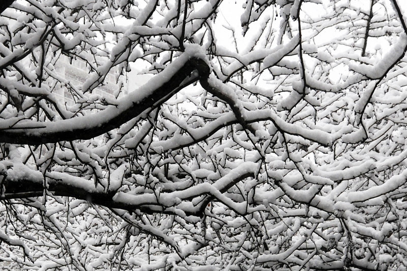 Snow Day