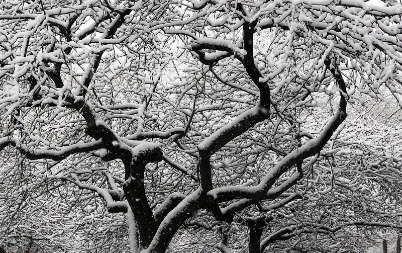 Snow Day