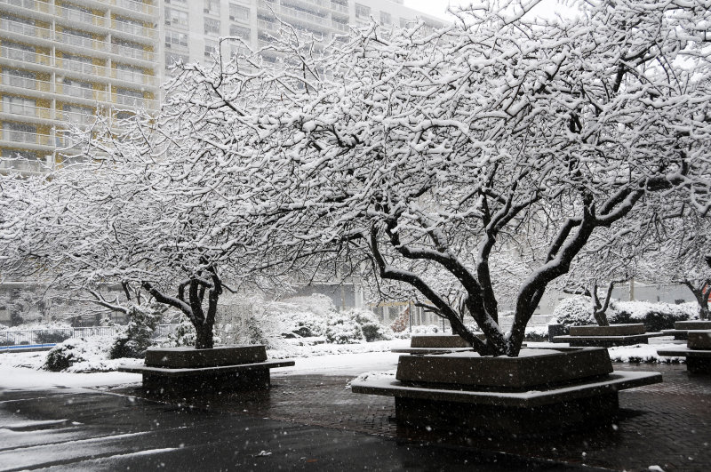 Snow Day
