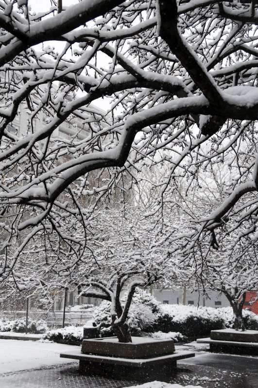 Snow Day