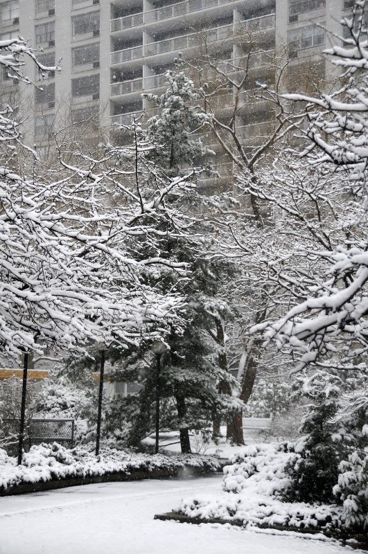 Snow Day