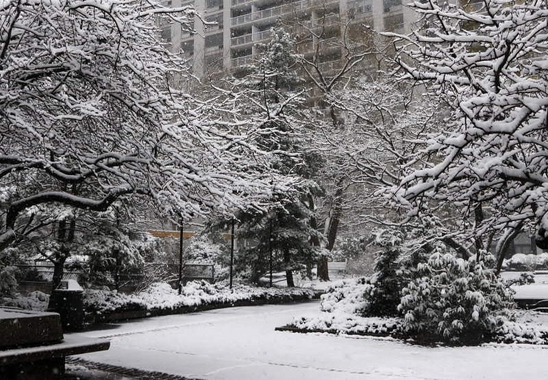 Snow Day