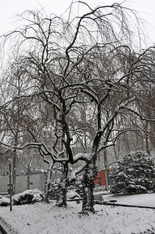 Snow Day