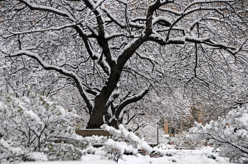 Snow Day