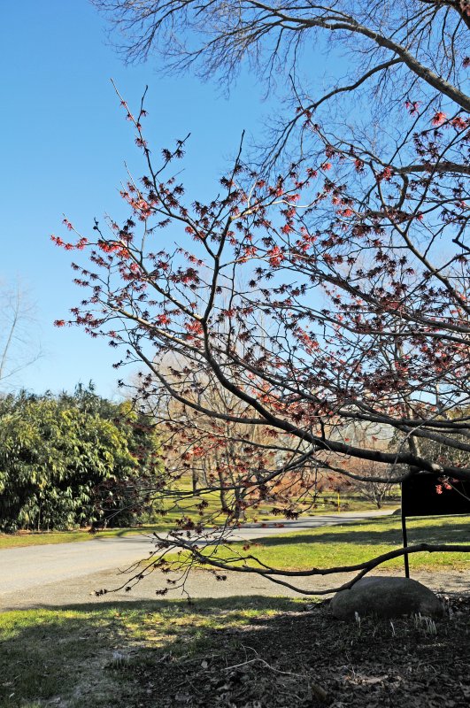 Witch Hazel