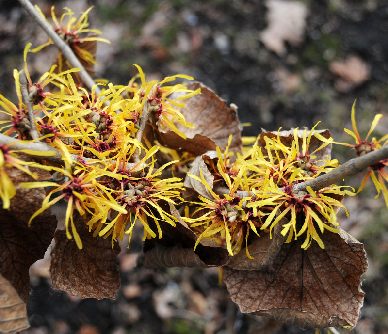 Wetland Witch Hazel