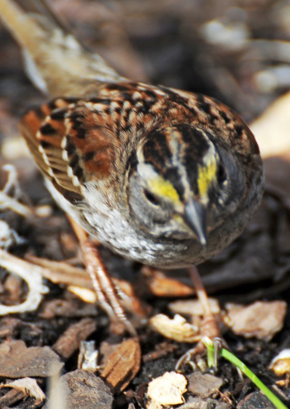 Wetland White Throated Sparrow