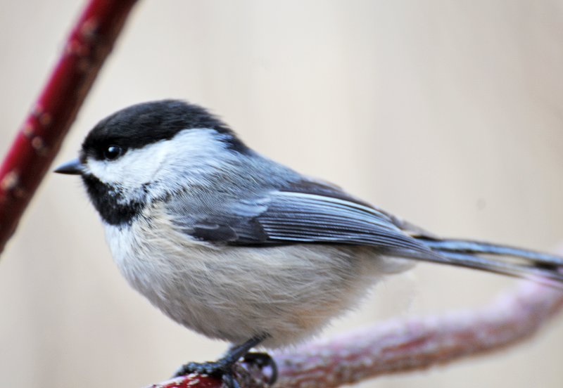 Wetland Chickadee