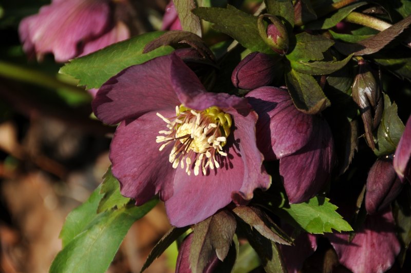 Helleborus or Lenten Rose