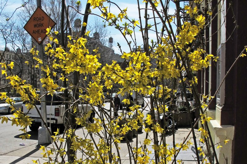 Forsythia Blossoms