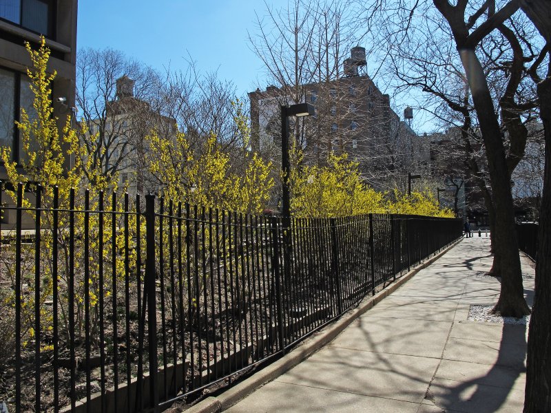 Forsythia Blossoms