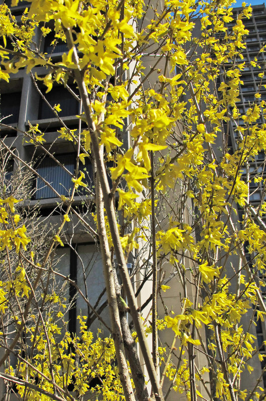 Forsythia Blossoms