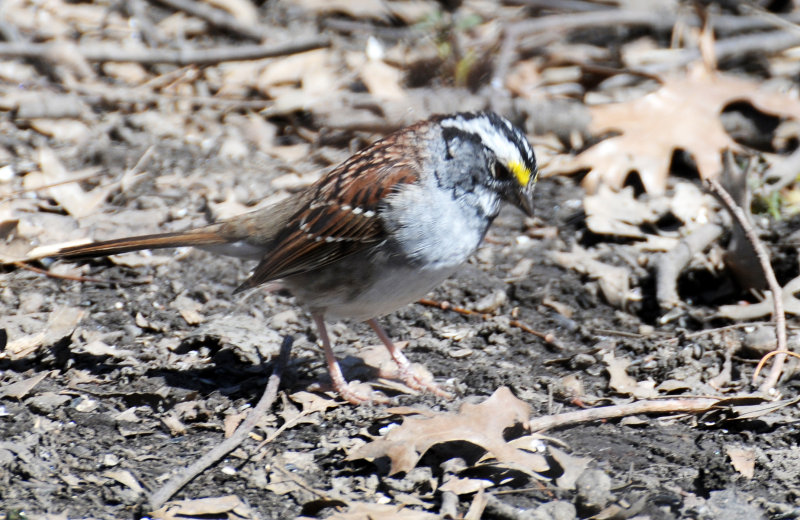 White Throated Sparrow
