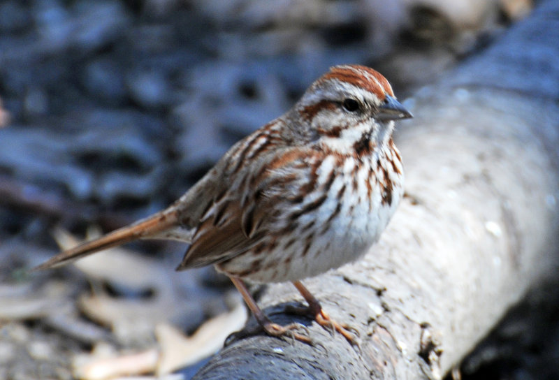 Song Sparrow