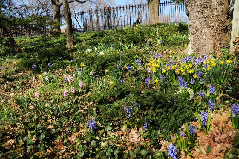 Daffodils & Hyacinths