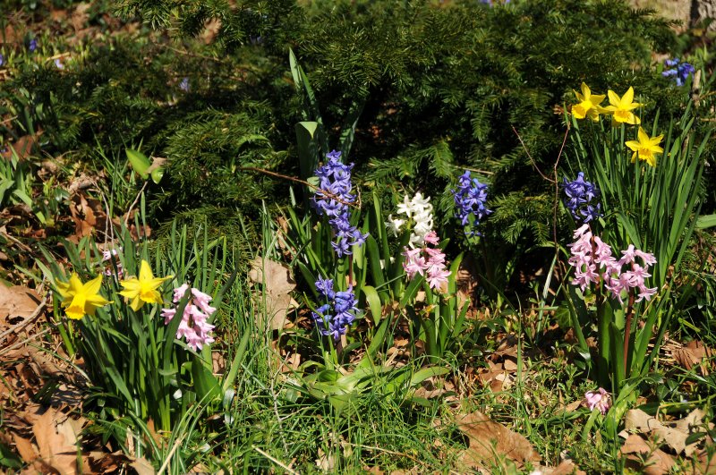 Daffodils & Hyacinths