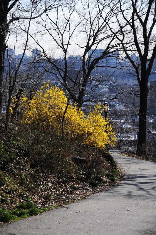 Forsythia