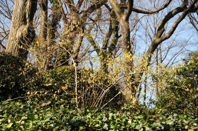 Buttercup Winter Hazel or Witch Hazel