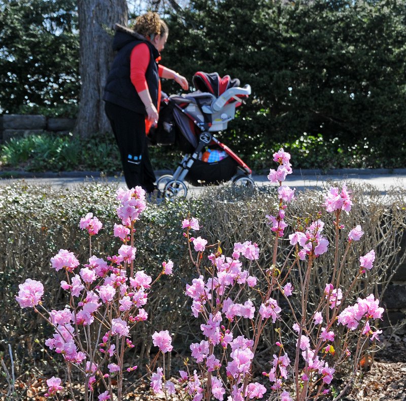 Azalea in the Heather Garden