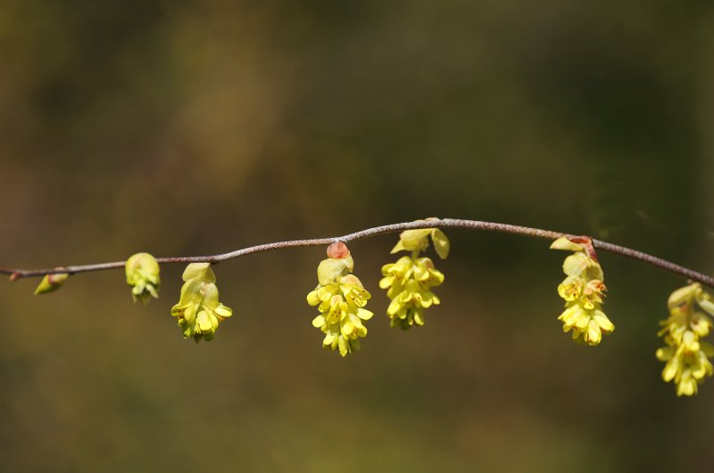 Buttercup Winter Hazel or Witch Hazel