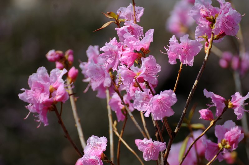 Azalea in the Heather Garden