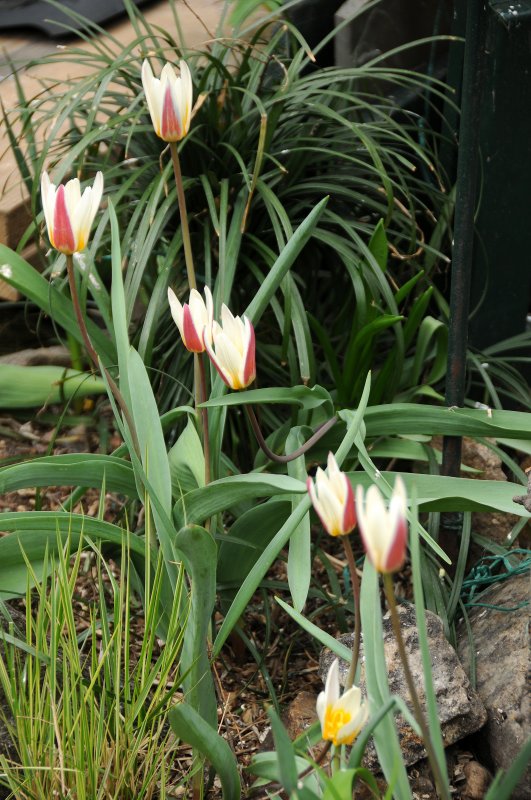 Tulip Blossoms