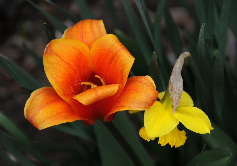 Tulip & Daffodil