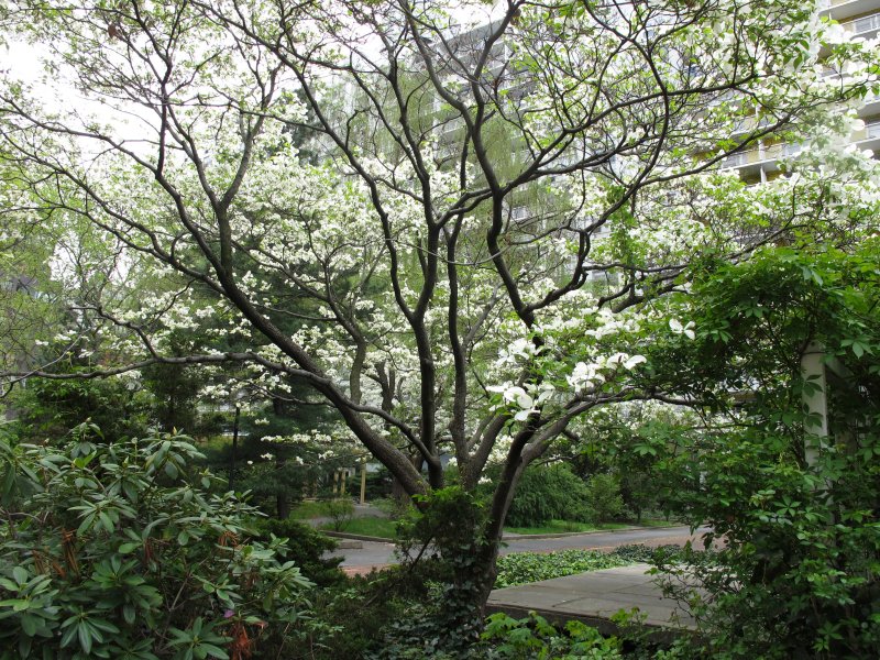 Dogwood