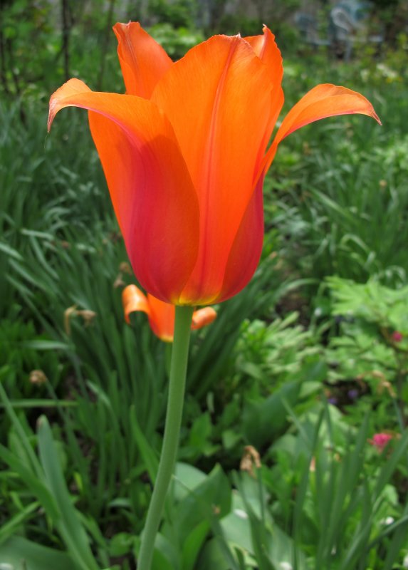 Tulip