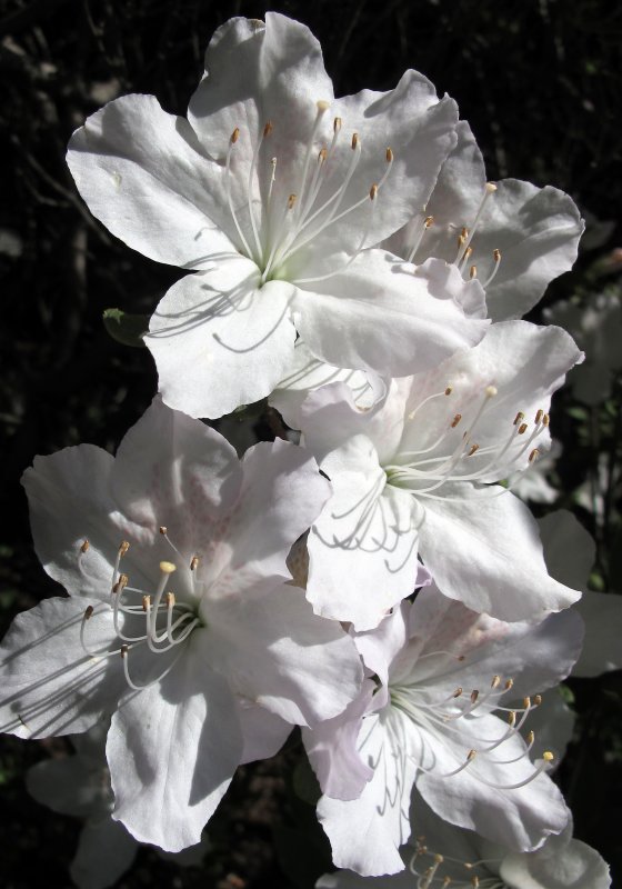 Azalea