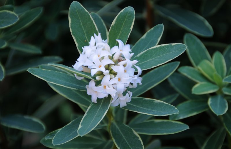 Daphne Blossoms