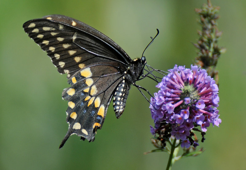Black Swallowtail