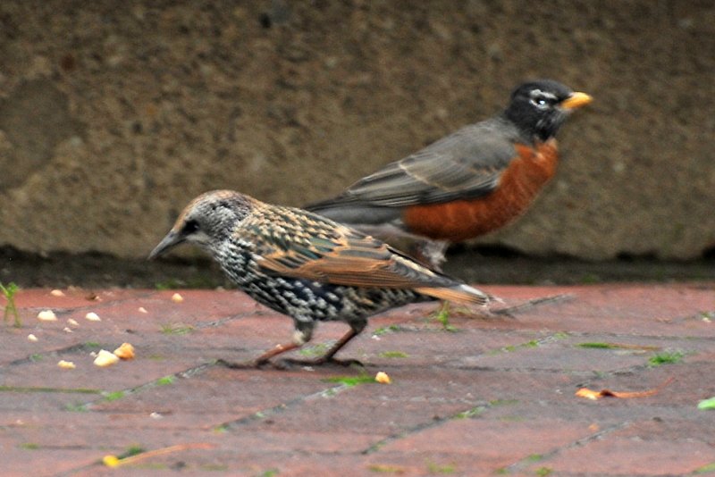 Starling & Robin