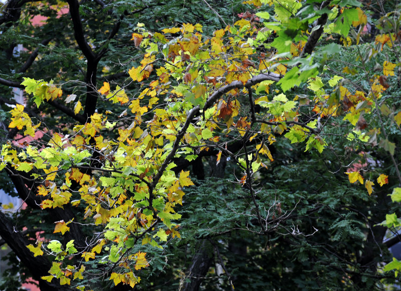 DSC_4733.JPG