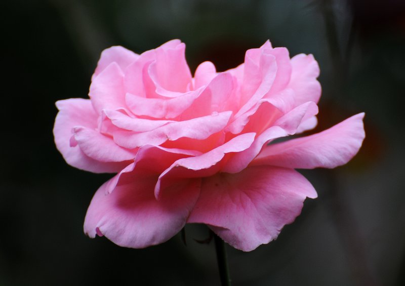 DSC_4750.JPG